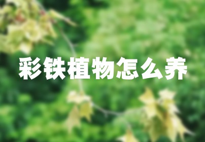 彩铁植物怎么养