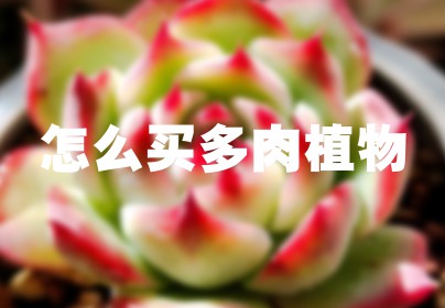 怎么买多肉植物