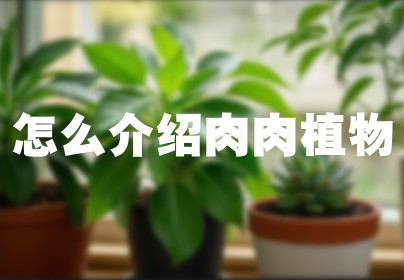 怎么介绍肉肉植物