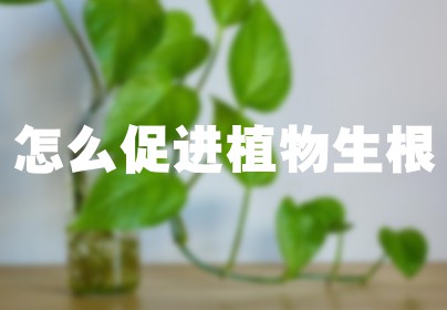 怎么促进植物生根