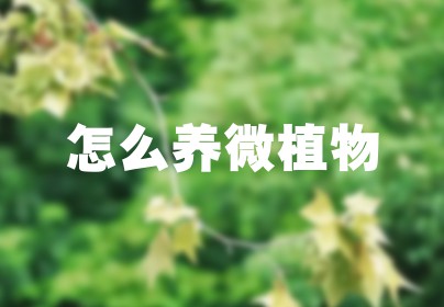 怎么养微植物