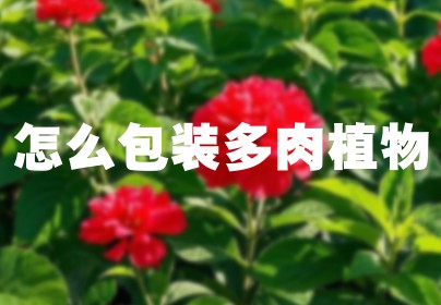 怎么包装多肉植物
