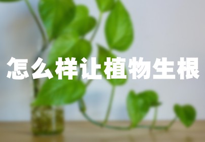 怎么样让植物生根