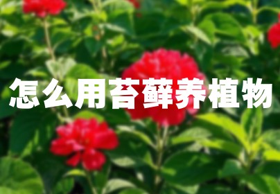 怎么用苔藓养植物