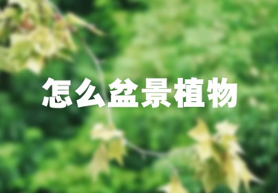 怎么盆景植物