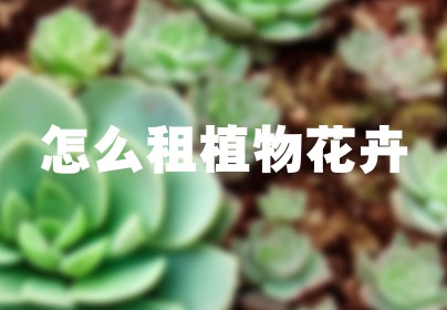 怎么租植物花卉