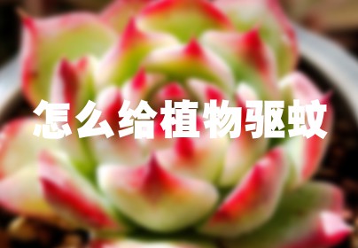 怎么给植物驱蚊