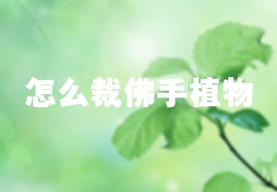 怎么裁佛手植物