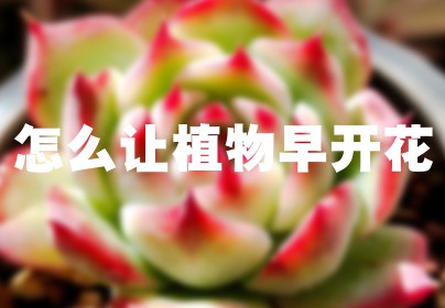 怎么让植物早开花