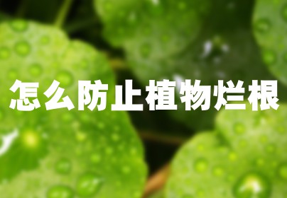 怎么防止植物烂根