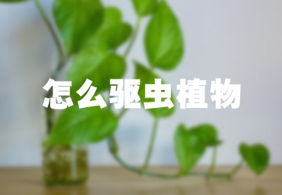 怎么驱虫植物