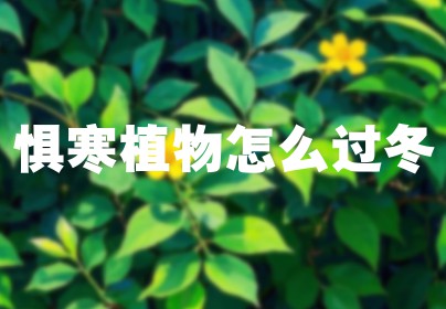惧寒植物怎么过冬