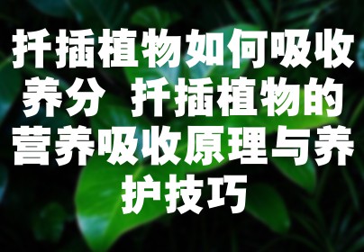 扦插植物如何吸收养分 扦插植物的营养吸收原理与养护技巧