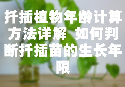 扦插植物年龄计算方法详解 如何判断扦插苗的生长年限