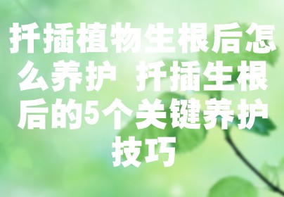 扦插植物生根后怎么养护 扦插生根后的5个关键养护技巧