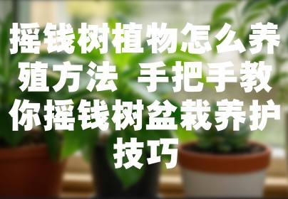 摇钱树植物怎么养殖方法 手把手教你摇钱树盆栽养护技巧