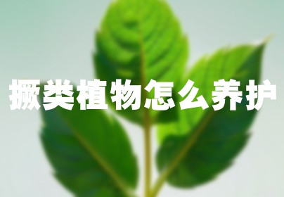 撅类植物怎么养护