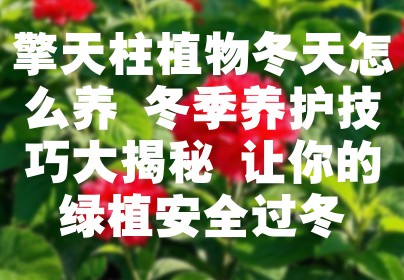 擎天柱植物冬天怎么养 冬季养护技巧大揭秘 让你的绿植安全过冬