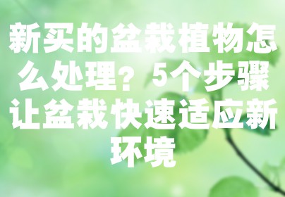 新买的盆栽植物怎么处理？5个步骤让盆栽快速适应新环境