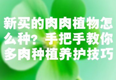 新买的肉肉植物怎么种？手把手教你多肉种植养护技巧