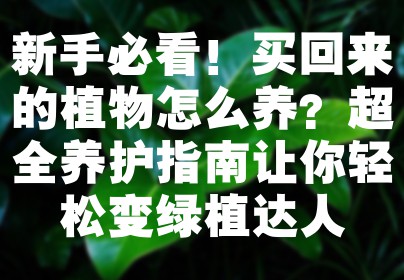 新手必看！买回来的植物怎么养？超全养护指南让你轻松变绿植达人