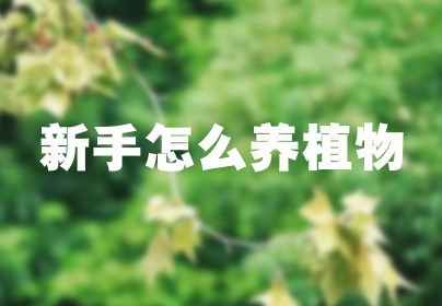 新手怎么养植物