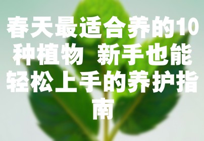 春天最适合养的10种植物 新手也能轻松上手的养护指南