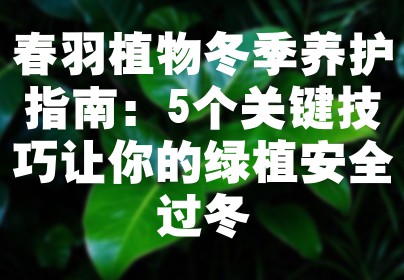 春羽植物冬季养护指南：5个关键技巧让你的绿植安全过冬
