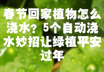 春节回家植物怎么浇水？5个自动浇水妙招让绿植平安过年