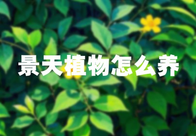 景天植物怎么养