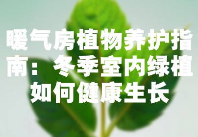 暖气房植物养护指南：冬季室内绿植如何健康生长