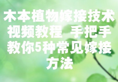 木本植物嫁接技术视频教程 手把手教你5种常见嫁接方法