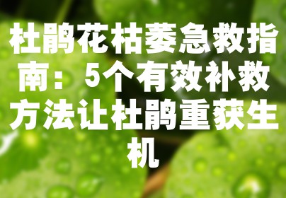 杜鹃花枯萎急救指南：5个有效补救方法让杜鹃重获生机