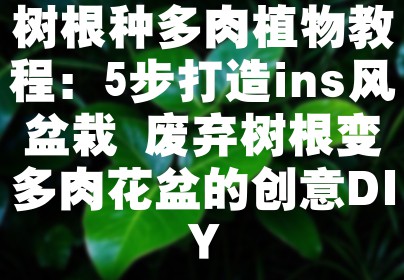 树根种多肉植物教程：5步打造ins风盆栽 废弃树根变多肉花盆的创意DIY