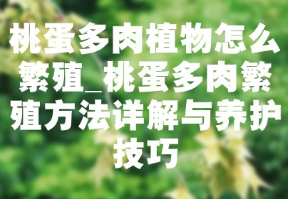 桃蛋多肉植物怎么繁殖_桃蛋多肉繁殖方法详解与养护技巧
