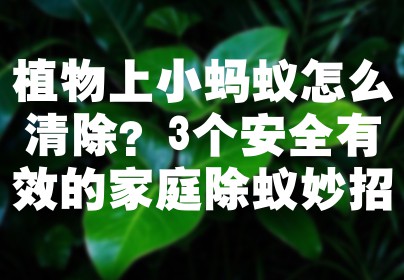 植物上小蚂蚁怎么清除？3个安全有效的家庭除蚁妙招