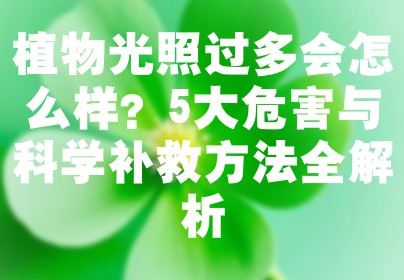 植物光照过多会怎么样？5大危害与科学补救方法全解析