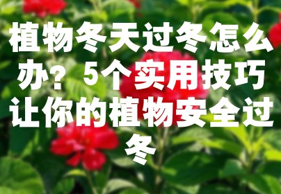 植物冬天过冬怎么办？5个实用技巧让你的植物安全过冬
