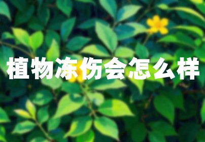 植物冻伤会怎么样