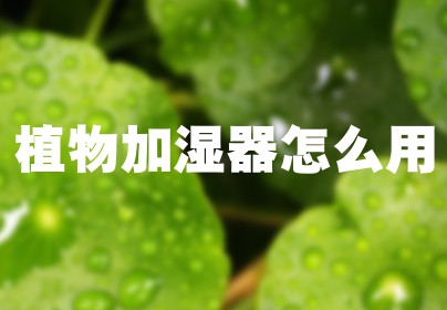 植物加湿器怎么用