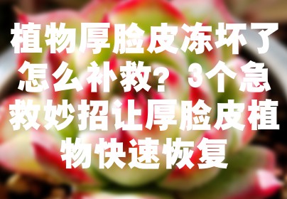 植物厚脸皮冻坏了怎么补救？3个急救妙招让厚脸皮植物快速恢复