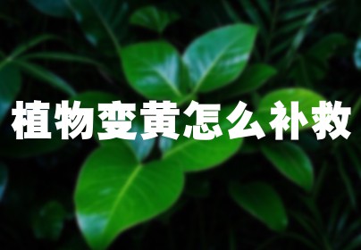植物变黄怎么补救