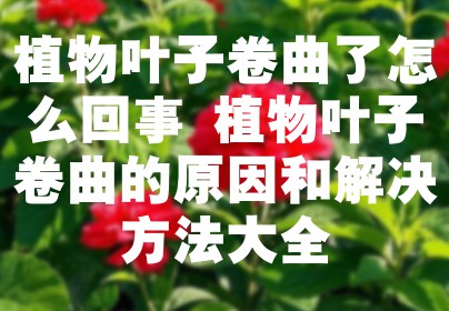 植物叶子卷曲了怎么回事 植物叶子卷曲的原因和解决方法大全