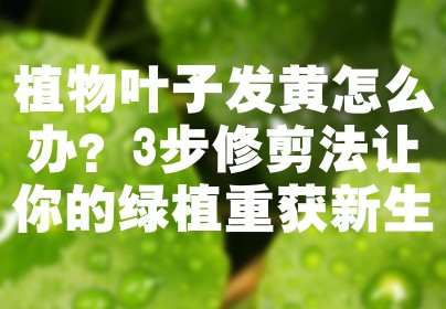 植物叶子发黄怎么办？3步修剪法让你的绿植重获新生