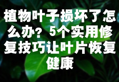 植物叶子损坏了怎么办？5个实用修复技巧让叶片恢复健康