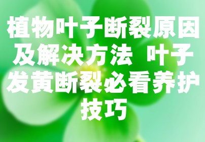 植物叶子断裂原因及解决方法 叶子发黄断裂必看养护技巧