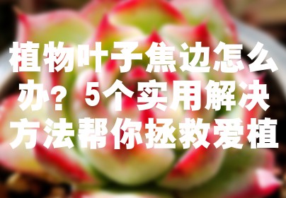 植物叶子焦边怎么办？5个实用解决方法帮你拯救爱植