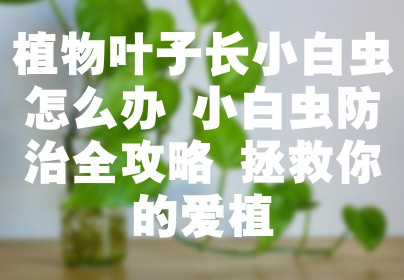 植物叶子长小白虫怎么办 小白虫防治全攻略 拯救你的爱植