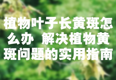 植物叶子长黄斑怎么办 解决植物黄斑问题的实用指南