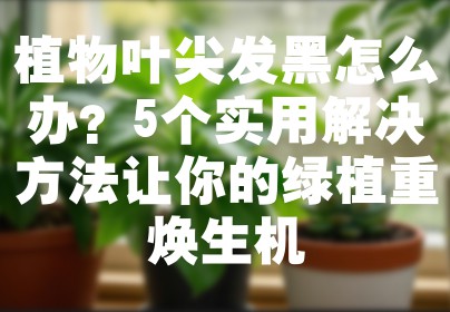 植物叶尖发黑怎么办？5个实用解决方法让你的绿植重焕生机